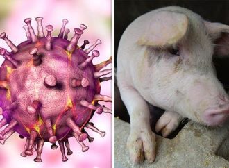 Strict Measures Implemented in Wokha District Amid African Swine Fever Outbreak