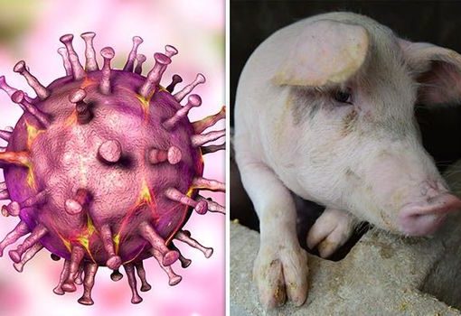 Strict Measures Implemented in Wokha District Amid African Swine Fever Outbreak