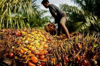 Nagaland Advocates for Inclusive Dialogue on Palm Oil Cultivation to Ensure Sustainable Growth