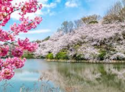 Discover Nagaland’s Pink Winter: Cherry Blossoms That Rival Japan’s Sakura Season