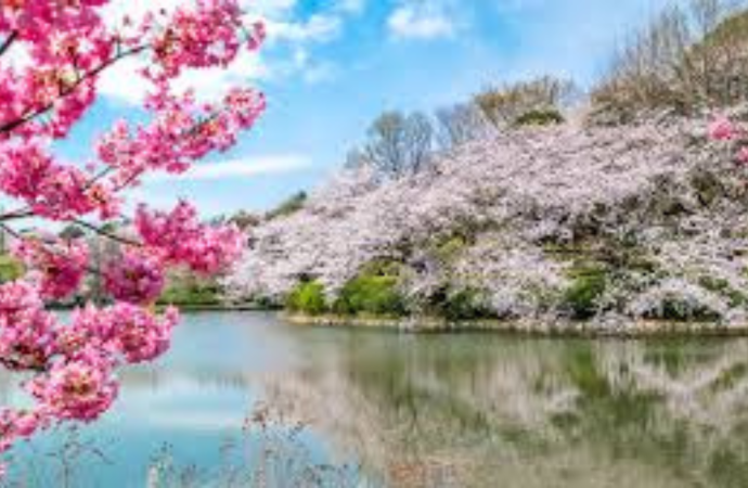 Discover Nagaland’s Pink Winter: Cherry Blossoms That Rival Japan’s Sakura Season